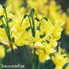 žlutý narcis hawera 7