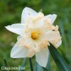 narcis split changing colours 1