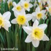 bílý narcis ice follies 7