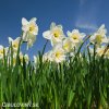 bílý narcis ice follies 8