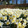 bílý narcis ice follies 10