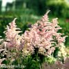 astilbe broskvova cechrava 4