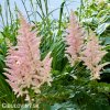 astilbe broskvova cechrava 5