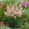 astilbe broskvova cechrava 6