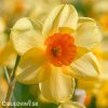 žlutooranžový narcis kedron 4