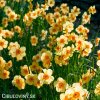 žlutooranžový narcis kedron 5