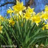 žlutý narcis lobularis 2
