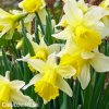 žlutý narcis lobularis 5