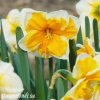 oranžovobílý narcis split orangery 4