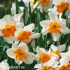 bílooranžový narcis split parisienne 2