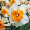 bílooranžový narcis split parisienne 3