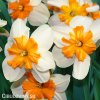bílooranžový narcis split parisienne 4