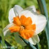 bílooranžový narcis split parisienne 6