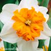 bílooranžový narcis split parisienne 1