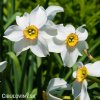 bílý narcis poeticus pheasant eye recurvus 4