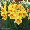 žlutooranžový narcis red devon 4