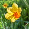 žlutooranžový narcis red devon 5