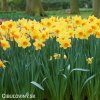 žlutooranžový narcis red devon 6