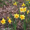 žlutooranžový narcis red devon 7