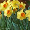 žlutooranžový narcis red devon 1