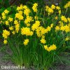 zluty narcis sabrosa 3