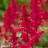 ruzova cechrava Astilbe japonica Bonn 3