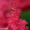 ruzova cechrava Astilbe japonica Bonn 6