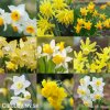 narcisy směs nízkých botanických narcisů 2