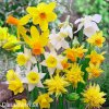 narcisy směs nízkých botanických narcisů 5