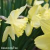 žlutobílý narcis st patricks day 3