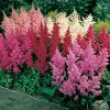 Astilbe Mix 3