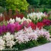 astilbe mix cechrava smes barev 2