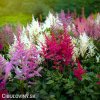 astilbe mix cechrava smes barev 4