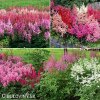 astilbe mix cechrava smes barev 5
