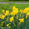 žlutý narcis sweetness 4