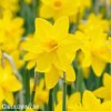žlutý narcis sweetness 8