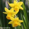 žlutý narcis tete a tete 1