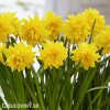zluty narcis tete boucle 6