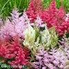astilbe mix cechrava smes barev 1