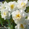 bílý plnokvětý narcis white cheerfulness 2