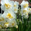 bílý plnokvětý narcis white cheerfulness 5