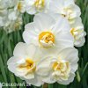 bílý plnokvětý narcis white cheerfulness 6