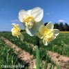 bílý plnokvětý narcis white cheerfulness 7