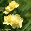žlutý plnokvětý narcis yellow cheerfulness 2