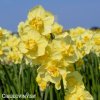 žlutý plnokvětý narcis yellow cheerfulness 1