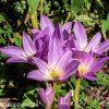 fialový ocún obrovský colchicum giganteum 2