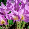 fialový ocún obrovský colchicum giganteum 3