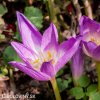 fialový ocún obrovský colchicum giganteum 4