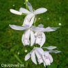 bila orchidej vzprimena bletilla alba 3