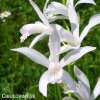 bila orchidej vzprimena bletilla alba 4